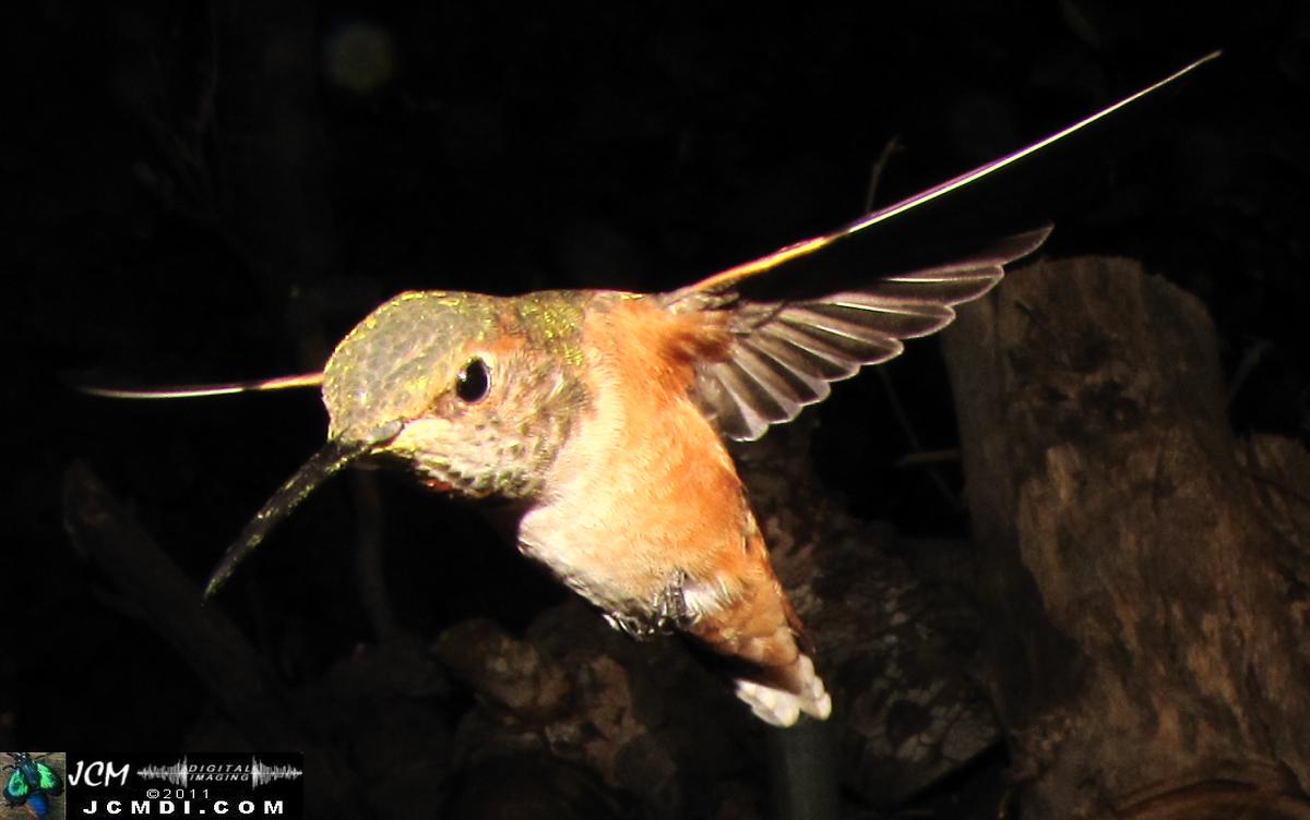 Hummingbird photo captured from Robo-Cam Motion Detection at JCMDI.COM